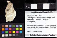 Foto (Objket + Etiketten) von Cracensigillatus acutirostrus (Moericke, 1889) 